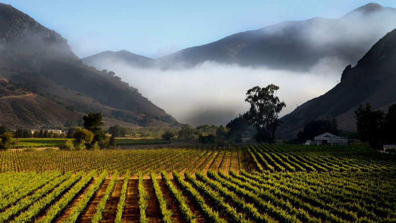 Bien Nacido Vineyard