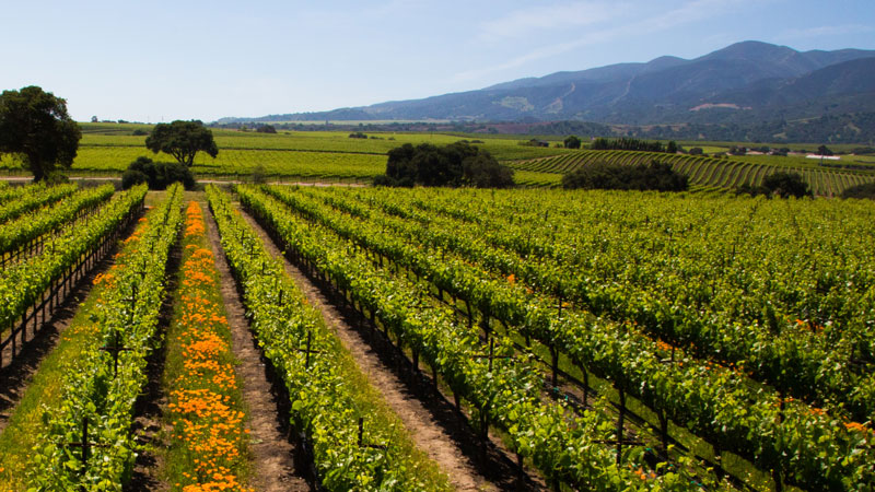 Garys’ Vineyard