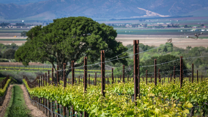 Soberanes Vineyard